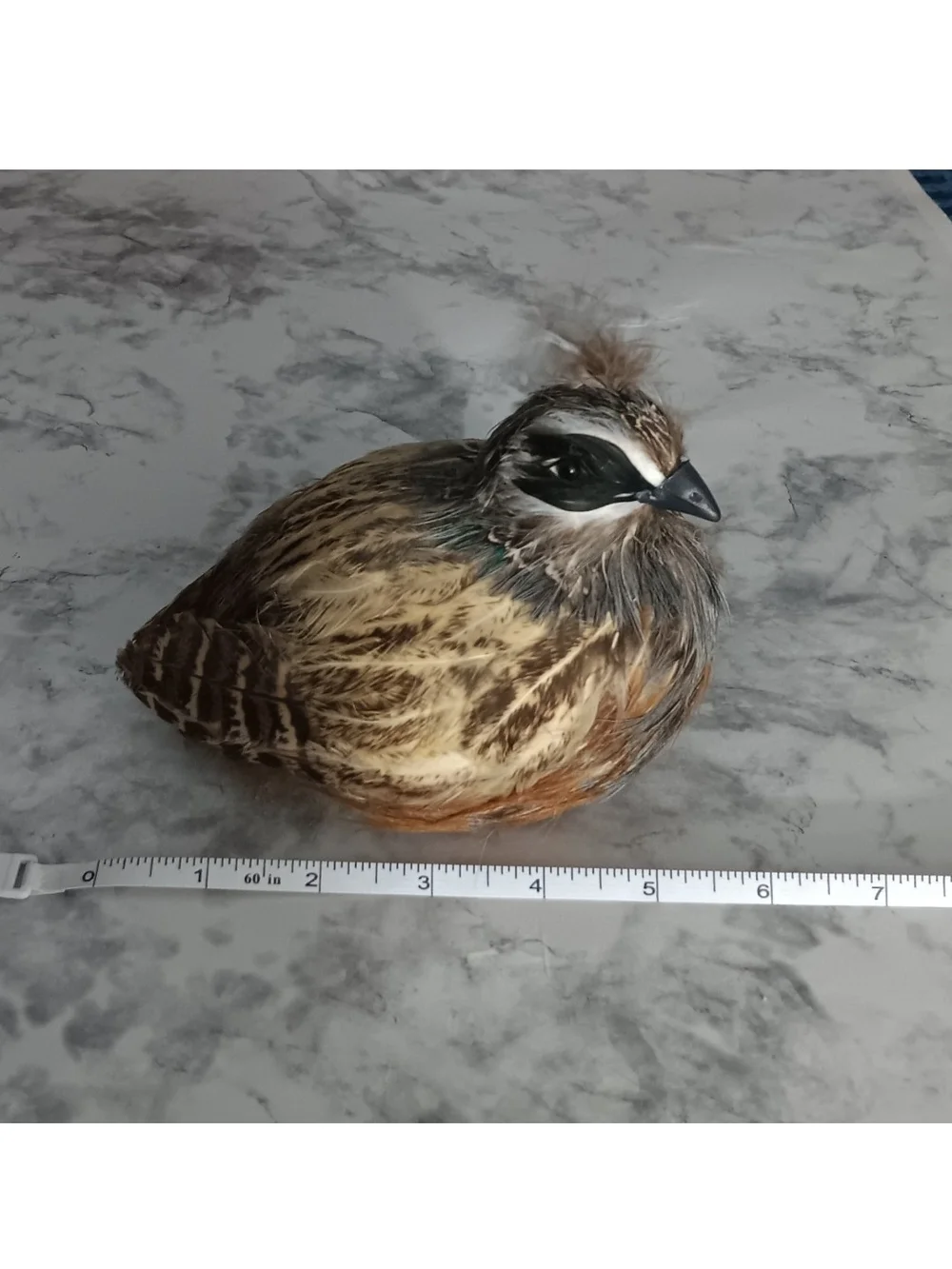 N/A adorable feathered